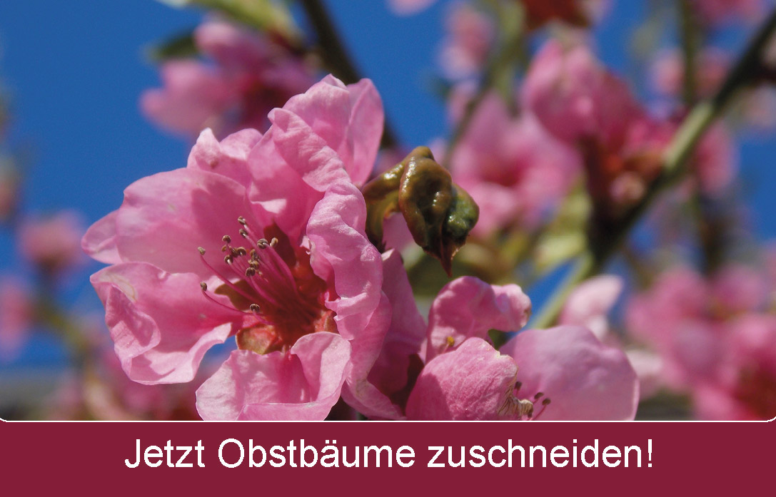 Gärtnertipp des Monats Gärtnertipp des Monats